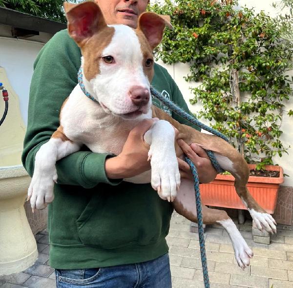 NALA BELLISSIMA CUCCIOLA Foto 6